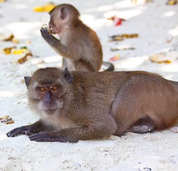 monkey island, phi phi island – thailand | wpjrnl