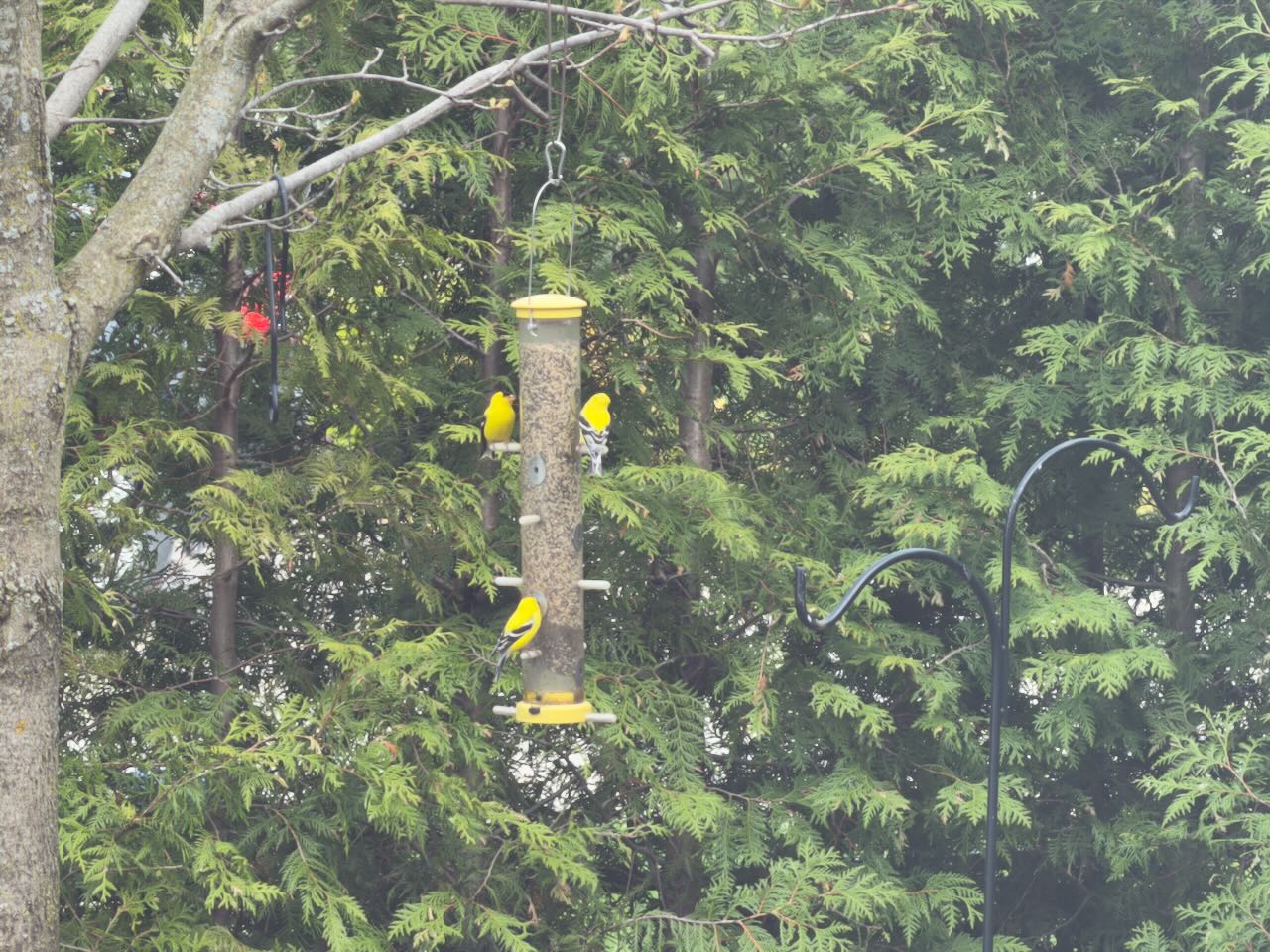 American Goldfinches at a Backyard Feeder, Ontario Canada