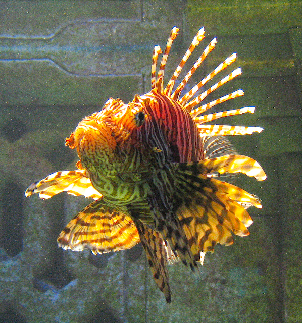 Atlantis Aquarium Lionfish Encounter, Paradise Island Bahamas
