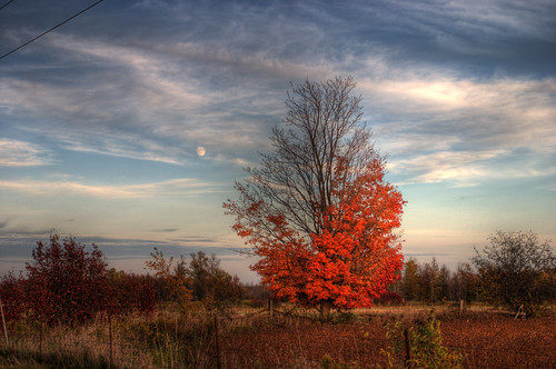 Autumn Landscape with Red Maple Tree and Moon, Rural Location