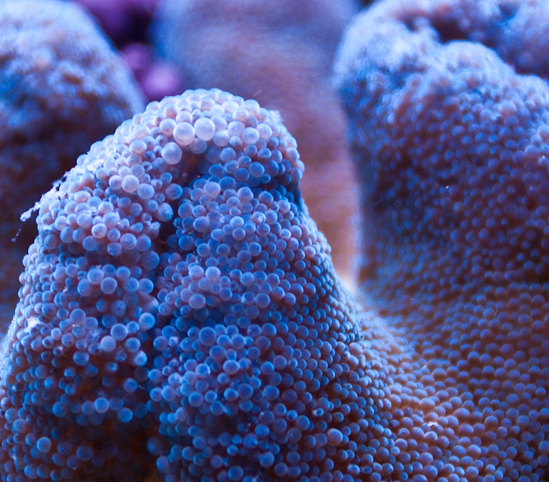 Blue Carpet Anemone Coral Reef Habitat