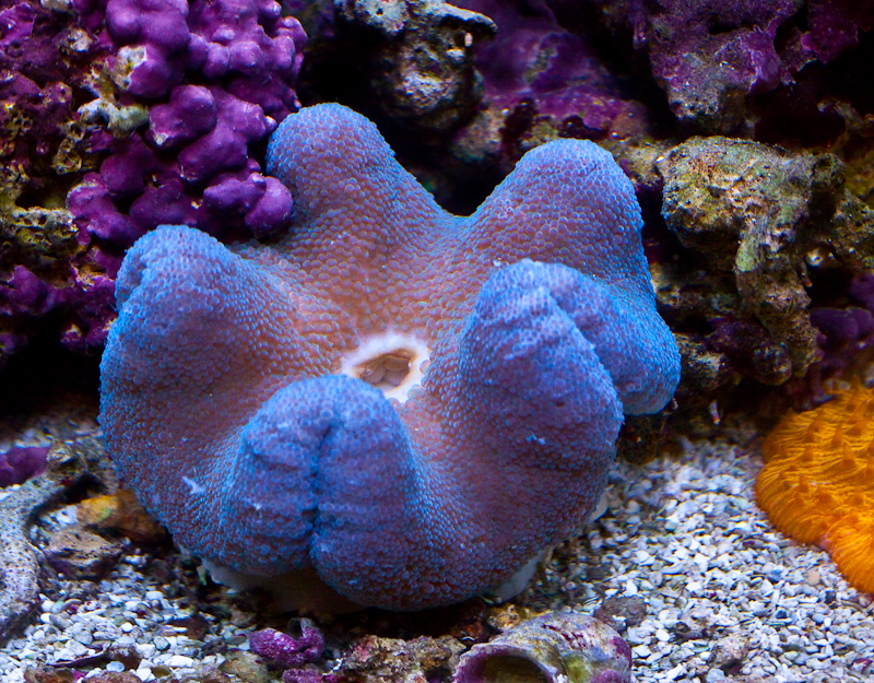 Blue Carpet Anemone in Coral Reef Habitat