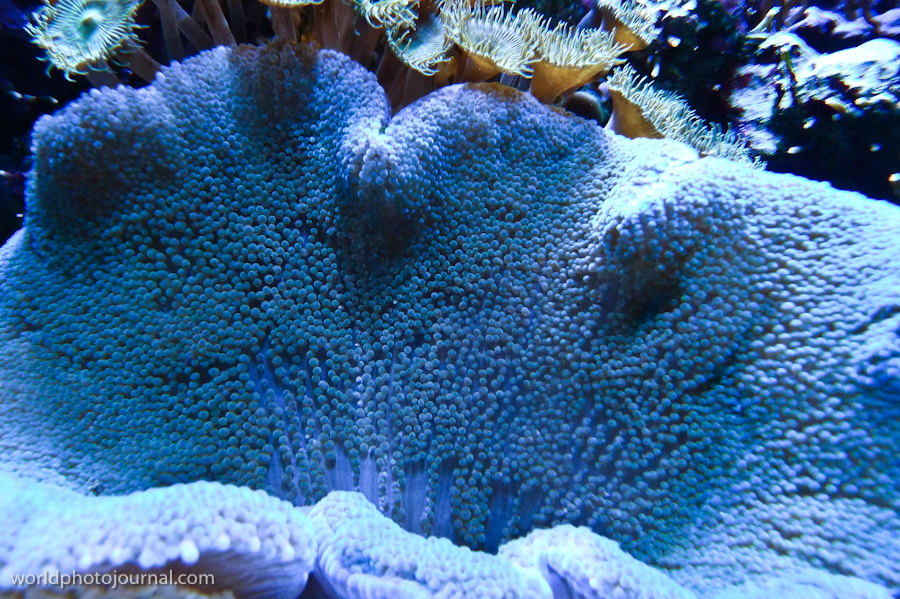 Blue Carpet Coral Reef, Underwater Marine Sanctuary