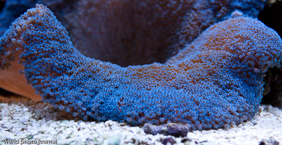 Blue Haddoni Coral Reef Marine Habitat