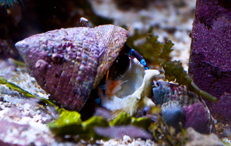 Blue Leg Hermit Crab - Live Aquarium Specimen