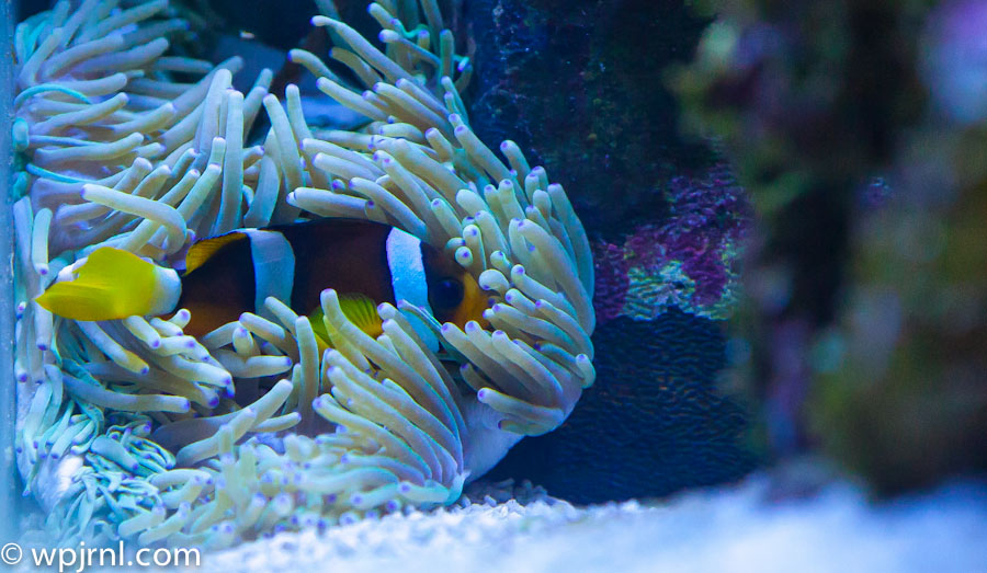 Reef Aquarium Marine Life Display, Clarkii Clownfish in Sebae Anemone