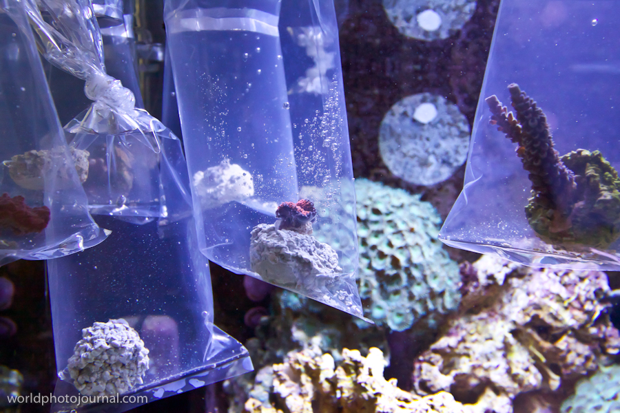 Coral Acclimatization Laboratory, Marine Research Facility