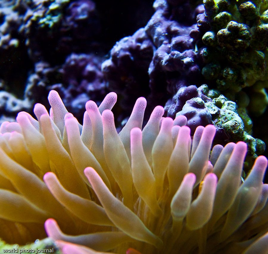 Coral Reef Ecosystem, Tropical Ocean Waters
