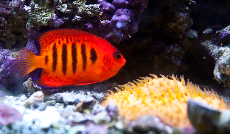 Coral Reef Aquarium Habitat - Marine Ecosystem