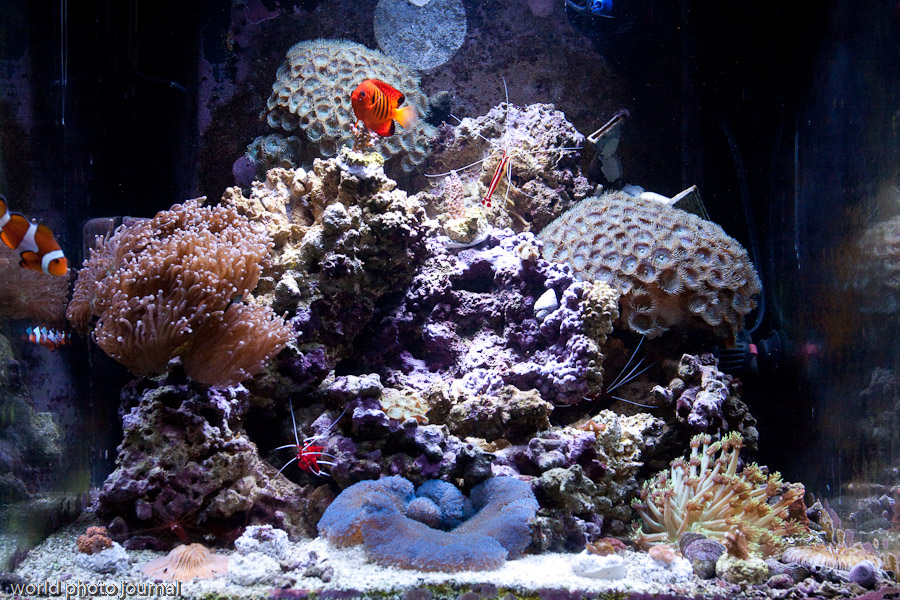 Coral Reef Aquarium Display, Marine Aquarium Installation