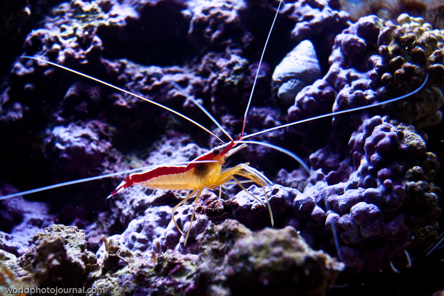 Coral Reef Ecosystem, Tropical Seas