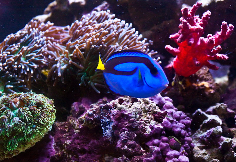 Coral Reef Ecosystem, Tropical Ocean Waters