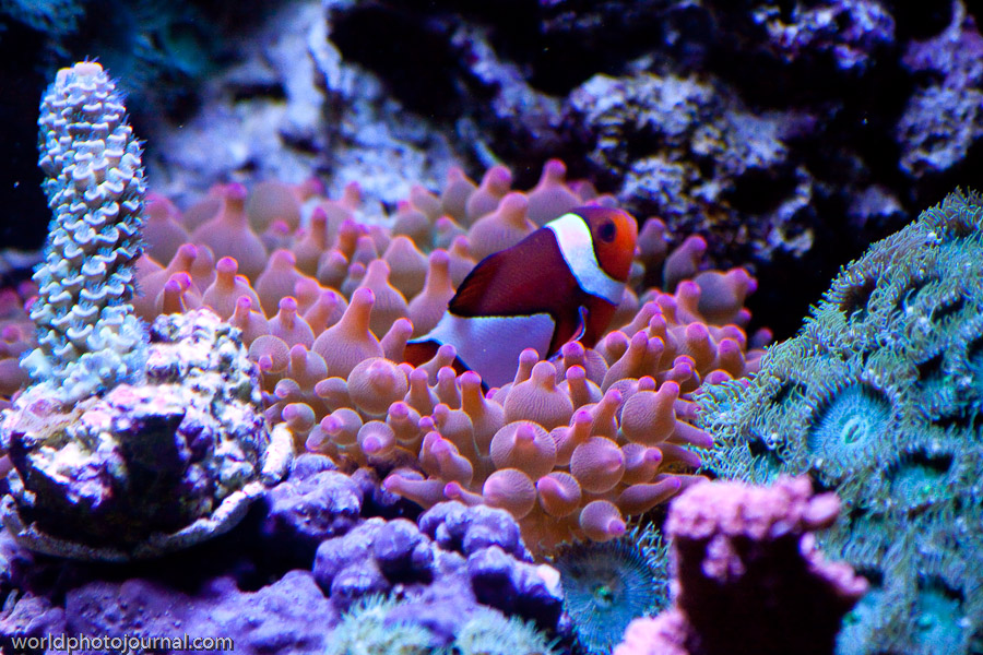 Coral Reef Ecosystem, Tropical Ocean Waters