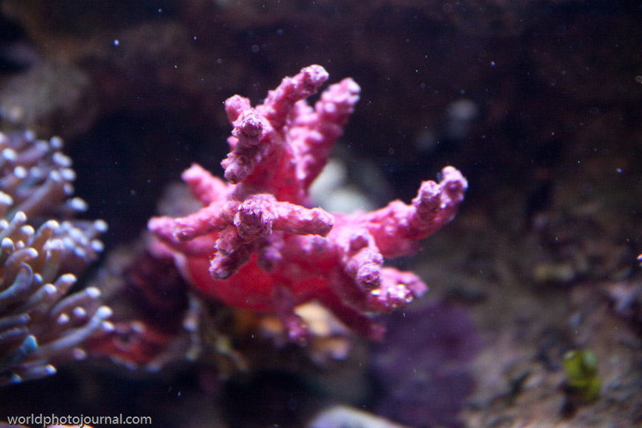 Coral Reef Ecosystem, Underwater Marine Habitat