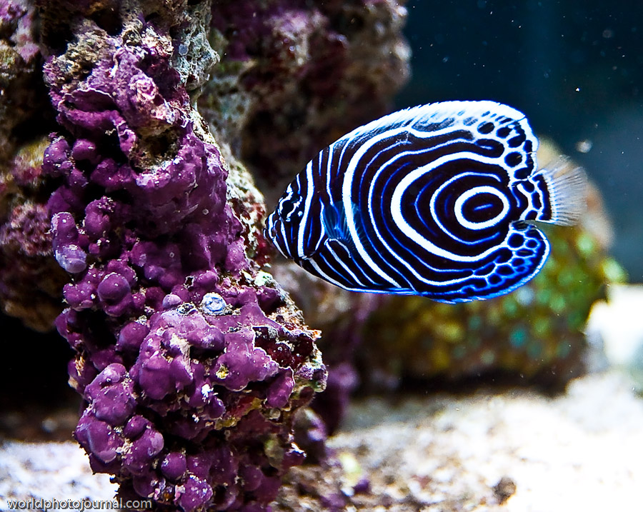 Coral Reef Ecosystem, Tropical Ocean Waters