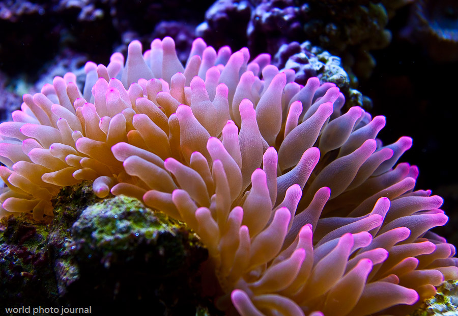 Coral Reef Marine Ecosystem, Tropical Oceans Worldwide