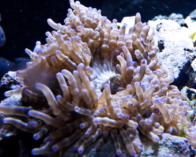 Coral Reef Ecosystem, Tropical Ocean Waters