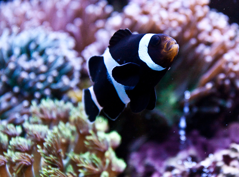 Coral Reef Marine Habitat, Tropical Ocean Waters