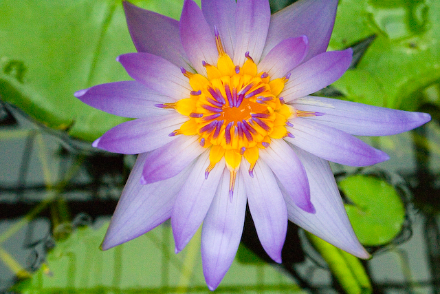 Tropical Water Lily Garden, Botanical Conservatory