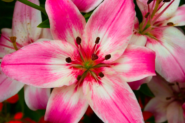 Pink Asiatic Lily Bloom, Botanical Garden Nature Photography
