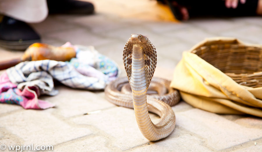 Delhi Streets, India — Street Performance & Urban Culture