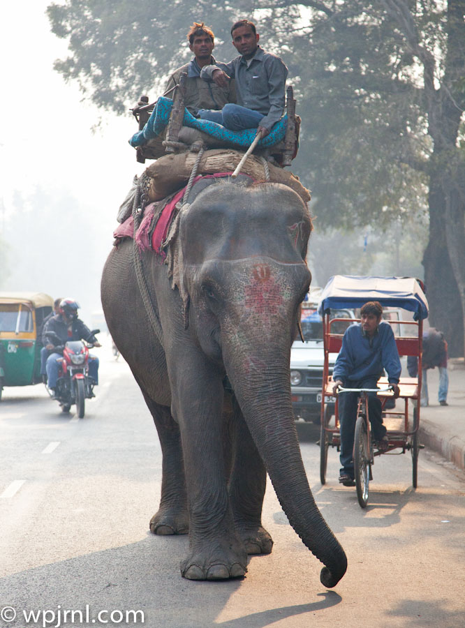 Delhi Streets, India — Urban Transport & Wildlife