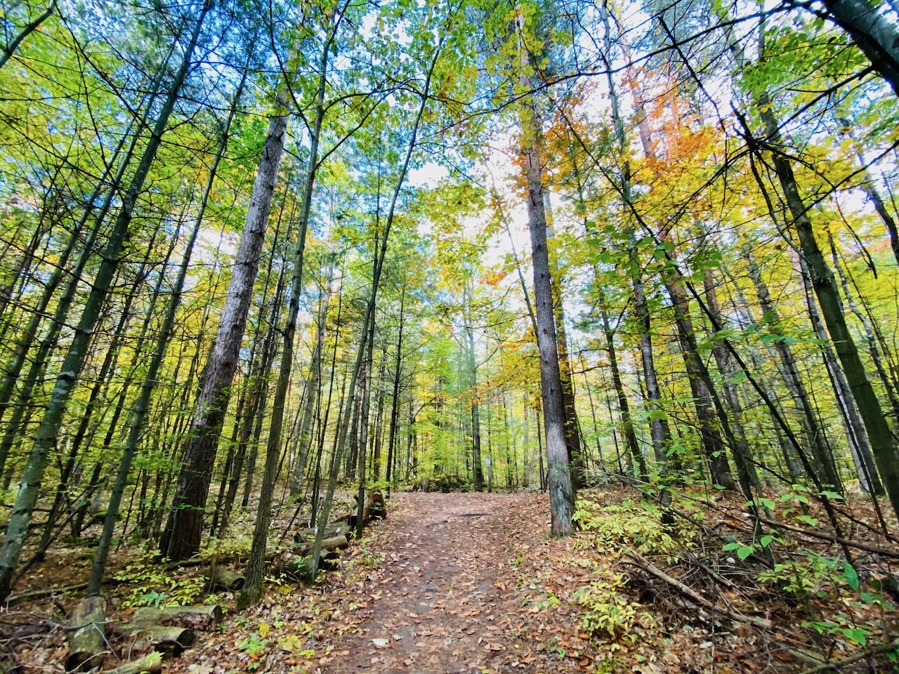 Durham Regional Forest, Uxbridge Ontario