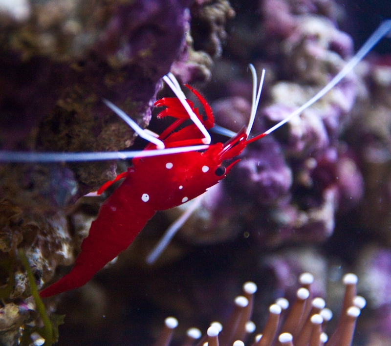 Coral Reef Aquarium Exhibit, Marine Habitat
