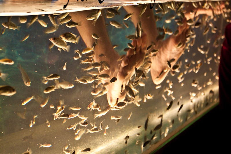 Fish Foot Massage Spa, Downtown Siem Reap Cambodia