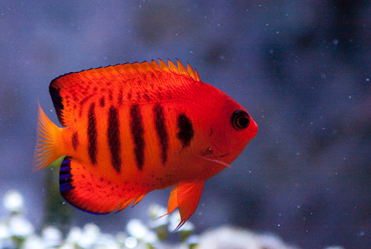 Flame Angel Fish in Aquarium Habitat