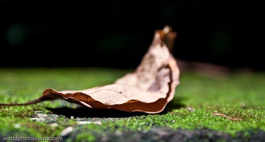 Moss-Covered Forest Floor, Nature's Macro Landscape