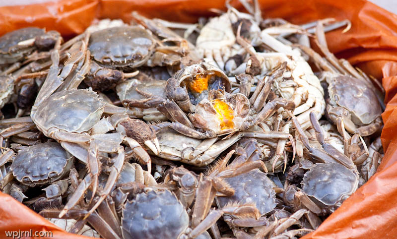 Fresh Crabs for Sale
