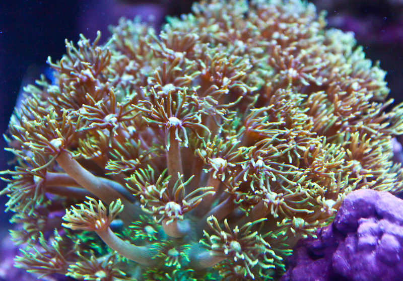 Green Gonipora Coral, Marine Aquarium