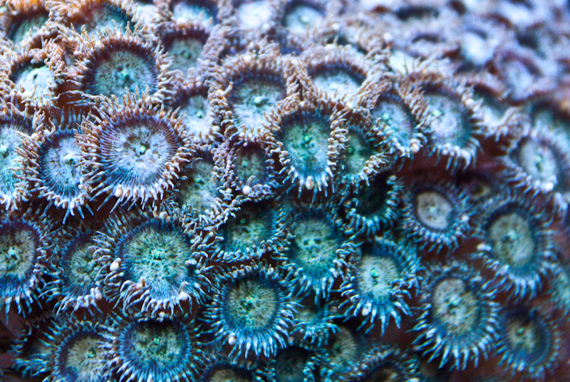 Green Zoanthids Coral Garden, Tropical Reef