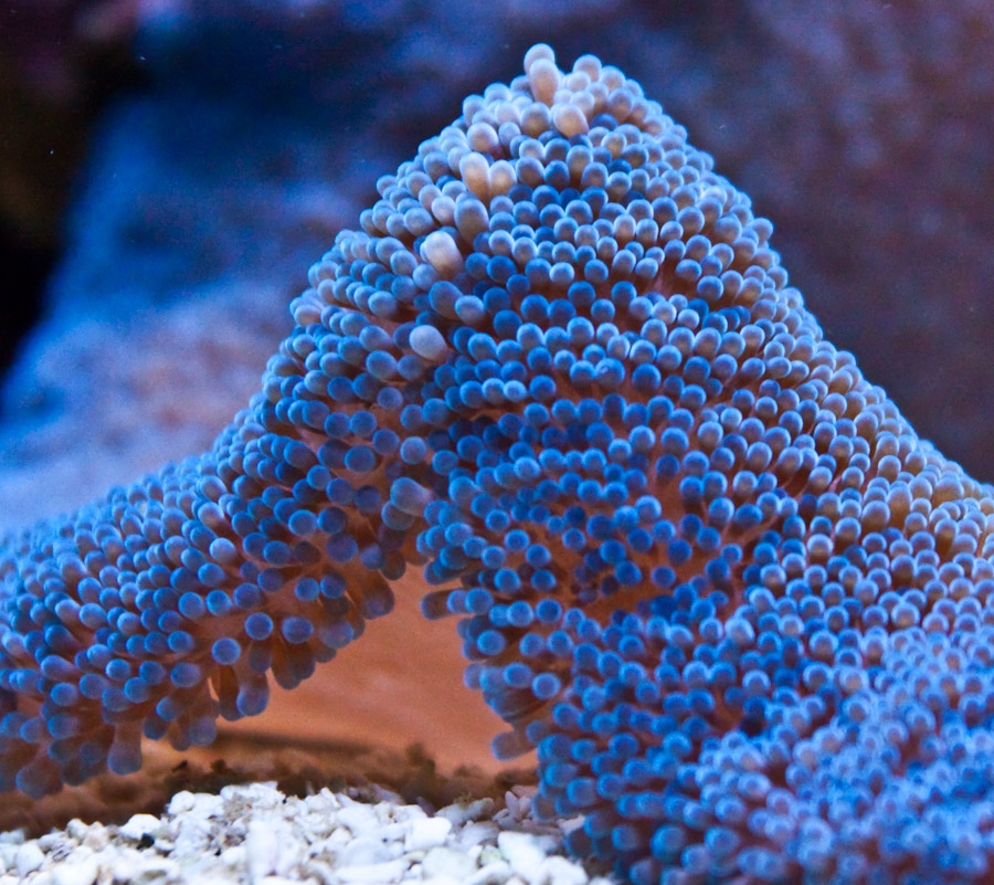 Haddoni Blue Carpet Anemone Habitat, Coral Reef Ecosystem