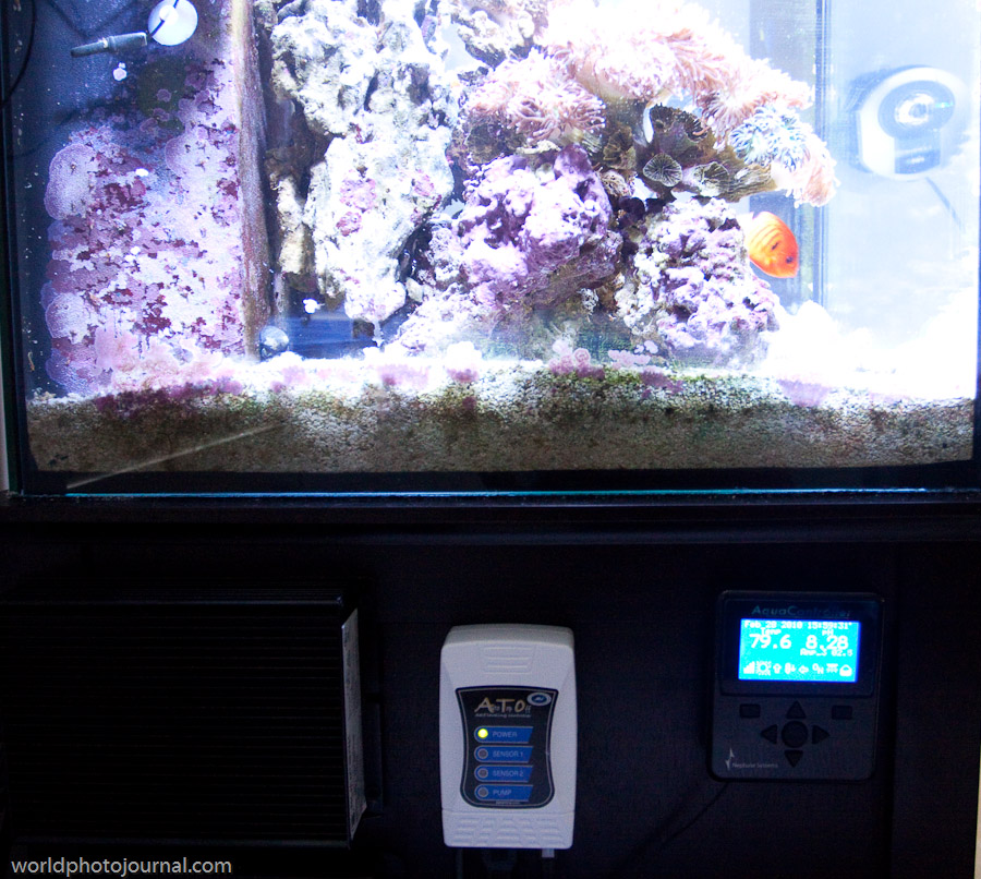 Home Aquarium Setup with Apex Controller - Saltwater Tank Display