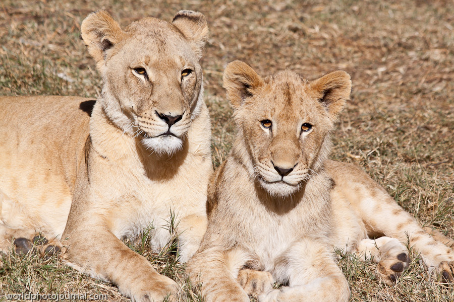 Lion Park Wildlife Sanctuary, Johannesburg South Africa