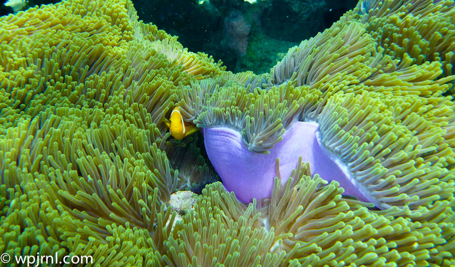Maldivian Coral Reefs, Maldives