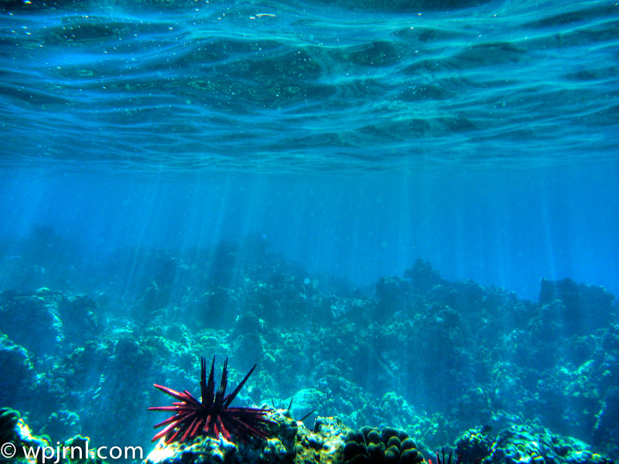 Maui Coral Reefs, Hawaiian Islands USA