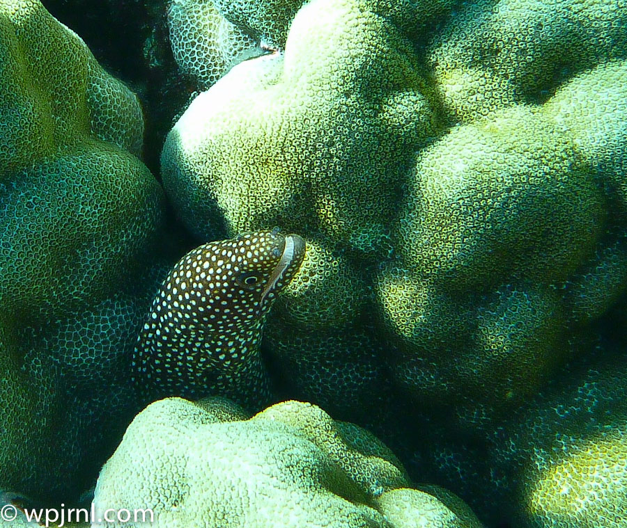 Molokini Crater Marine Reserve, Maui Hawaii