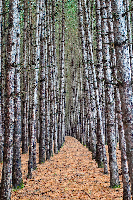Pine Forest Plantation, Mont-Tremblant Quebec Canada
