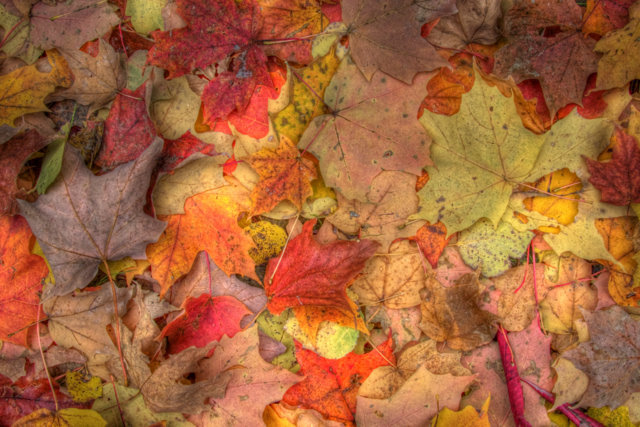 Ontario Fall Foliage, Ontario Canada