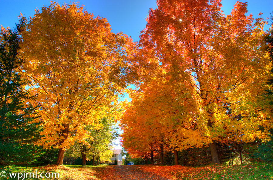 Ontario Fall Foliage Tree-lined Avenue, Ontario Canada