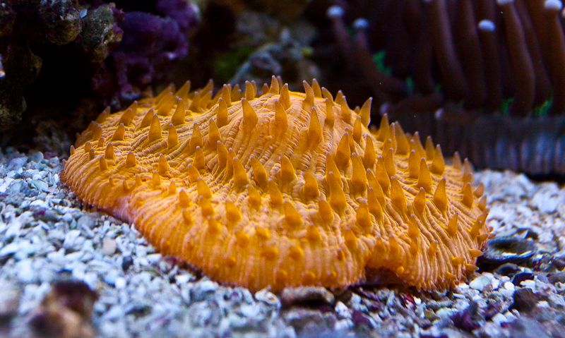 Orange Plate Coral, Coral Reef Aquarium