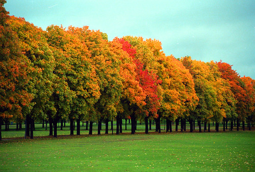Autumn Tree-Lined Avenue, Oslo Norway