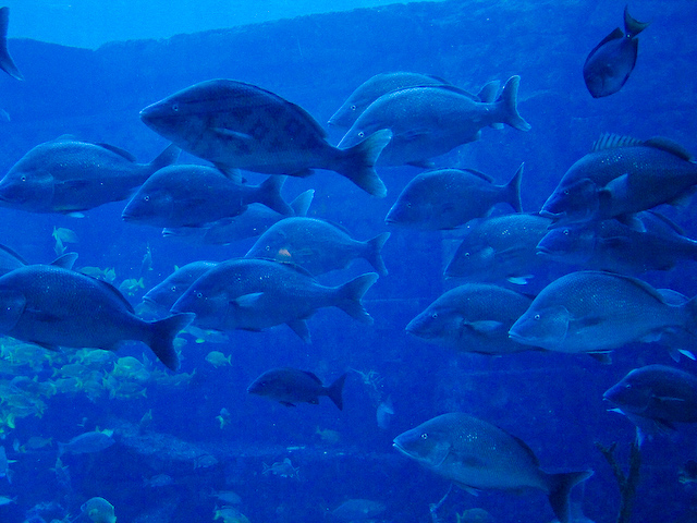 Atlantis Aquarium, Paradise Island Bahamas