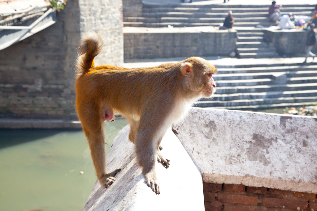 Pashupatinath Temple, Kathmandu Nepal