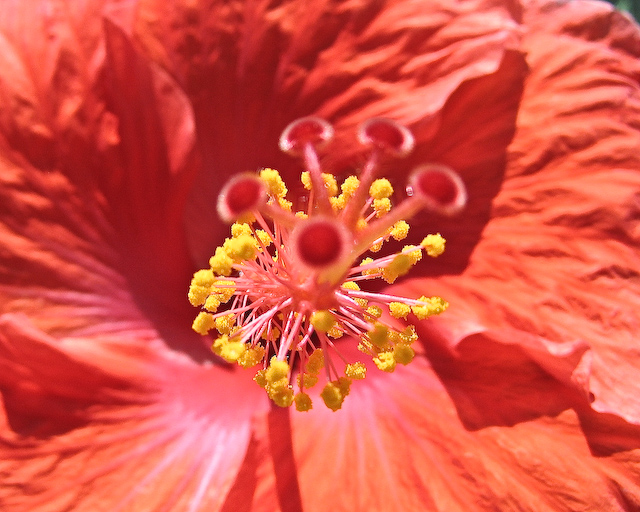 Hibiscus Bloom Macro, Port Perry Ontario Canada