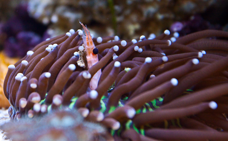 Purple Plate Coral Reef, Tropical Ocean Waters