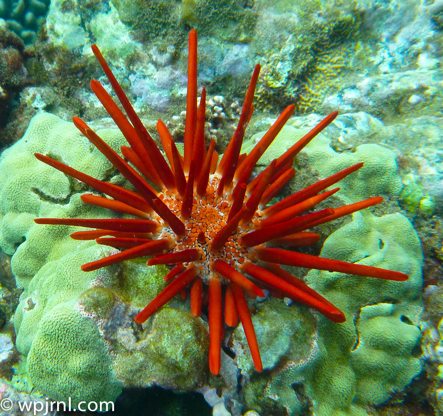 Red Pencil Urchin, Coral Reef Ecosystem